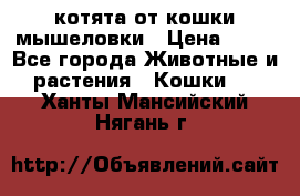 котята от кошки мышеловки › Цена ­ 10 - Все города Животные и растения » Кошки   . Ханты-Мансийский,Нягань г.